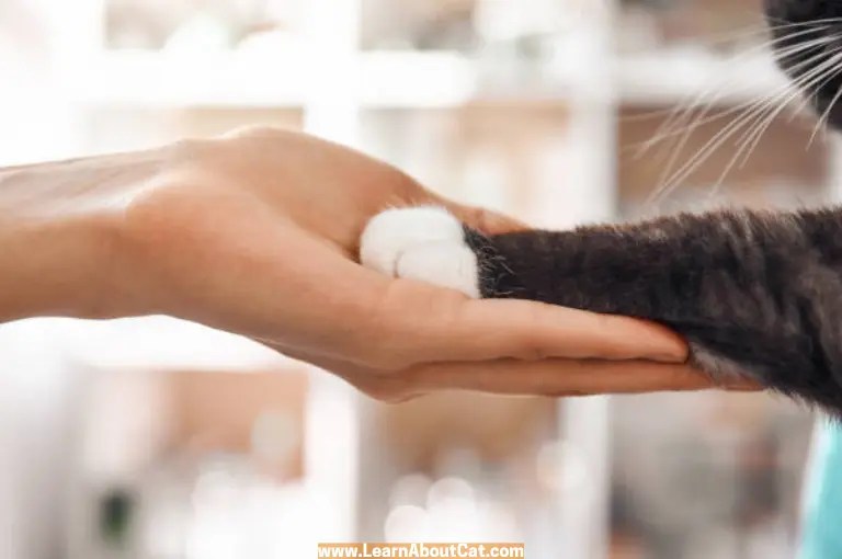 Can Cat Paw Pads Change Color? What You Need To Know LearnAboutCat