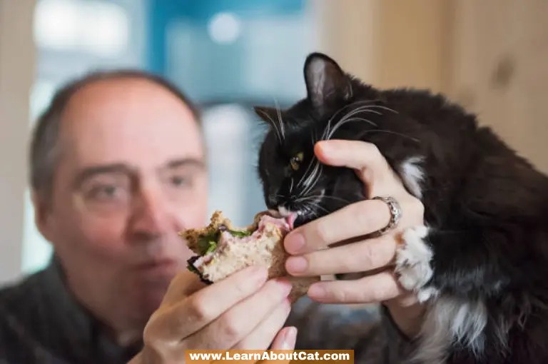 Cat Licks My Food Can I Eat It? [Explained] LearnAboutCat
