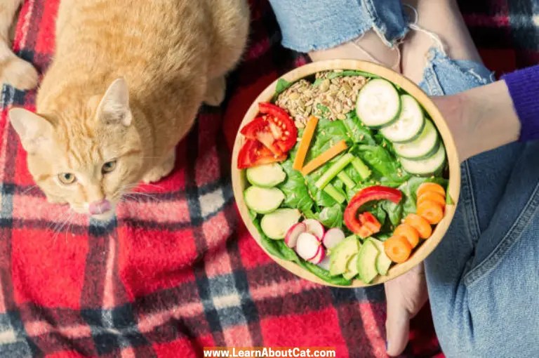 Cat Licks My Food Can I Eat It? [Explained] LearnAboutCat