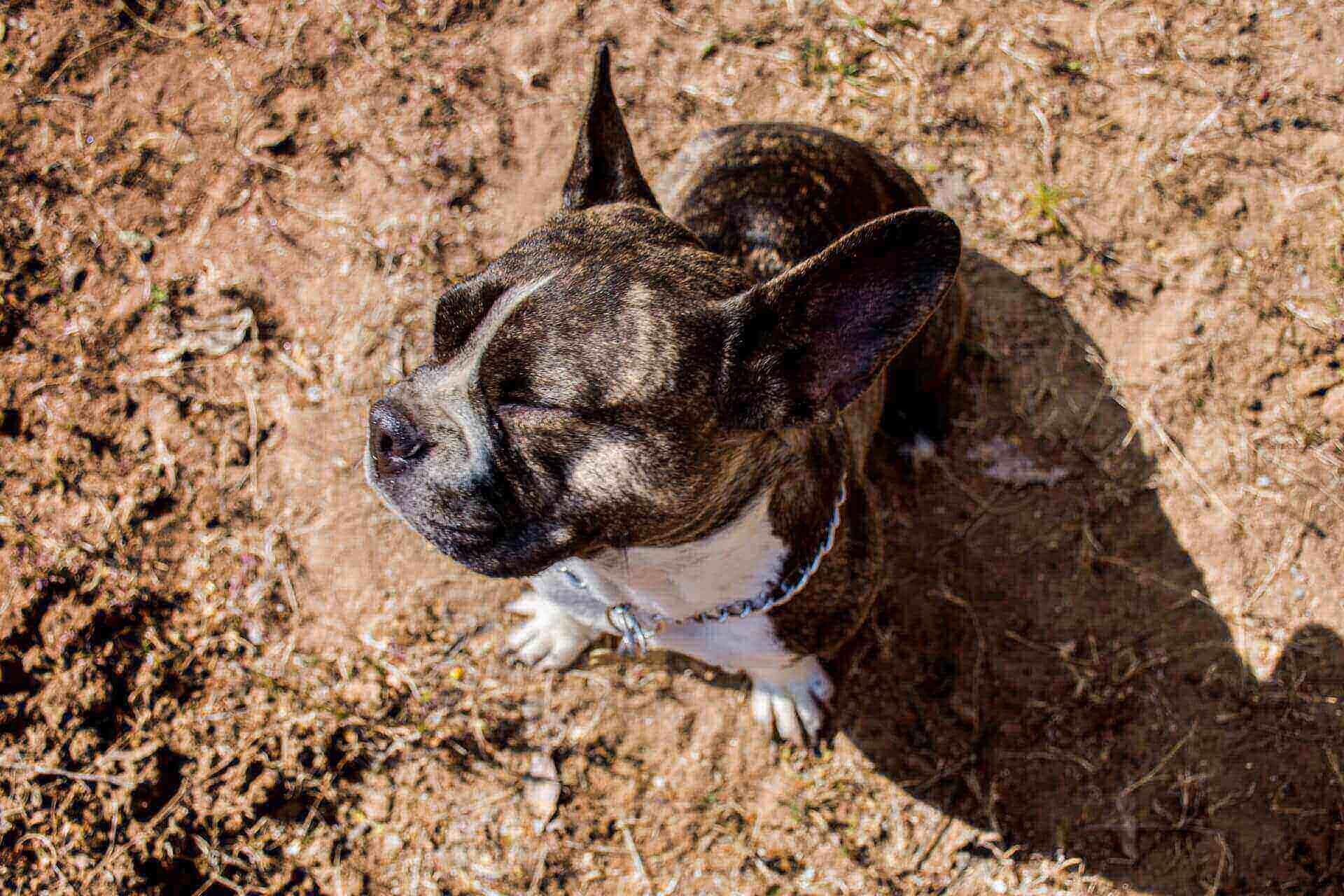 How Do Dogs Get Kennel Cough? 4 Severe Symptoms