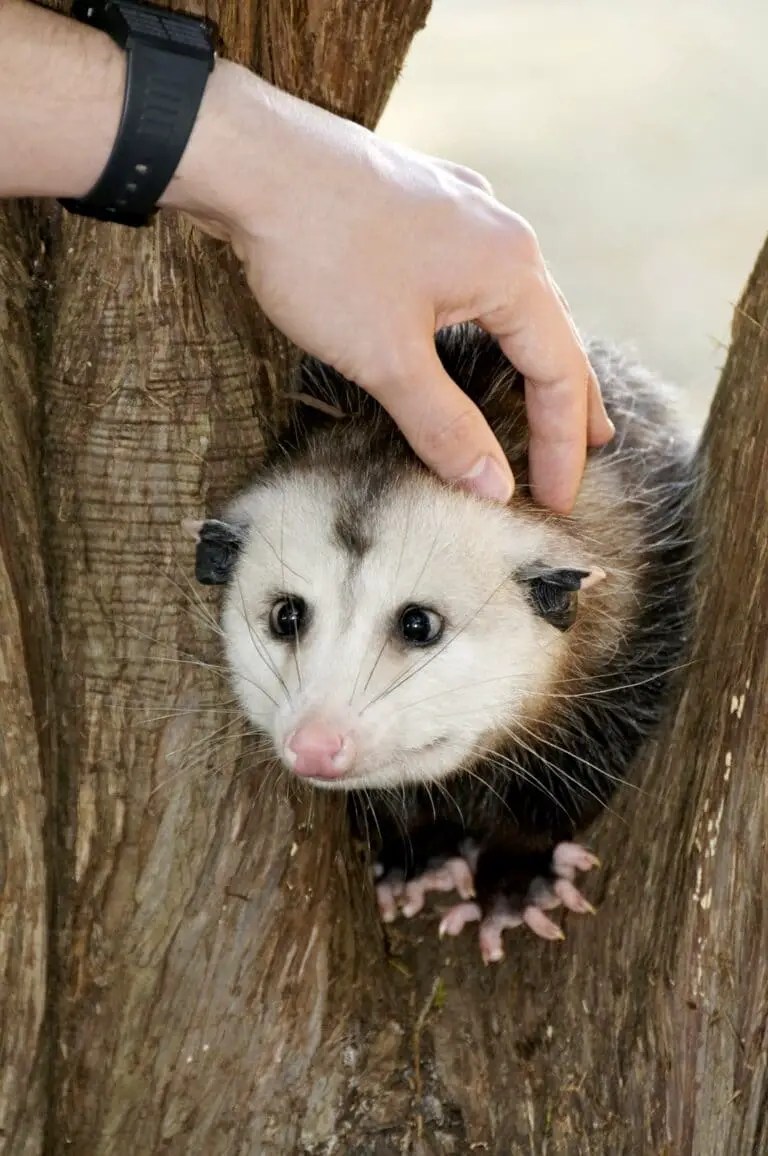 Do Possums Eat Rabbits? 5 Solid Ways To Remove Possums