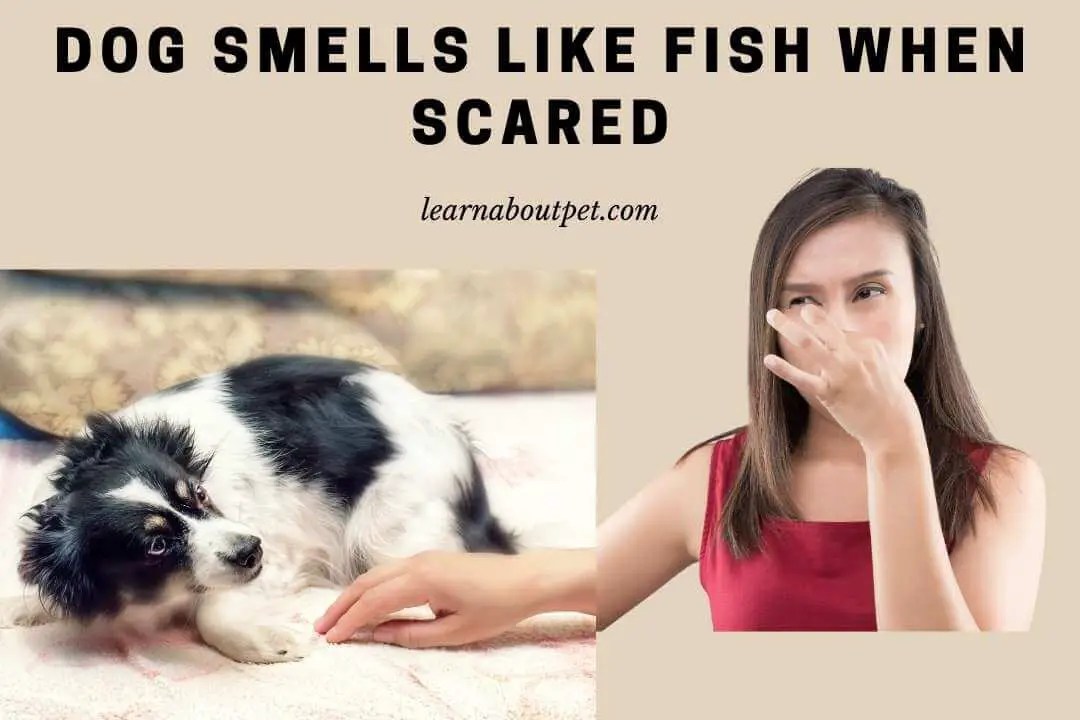 Dog Smells Like Fish When Scared 5 Ways To Prevent Dog Stinking