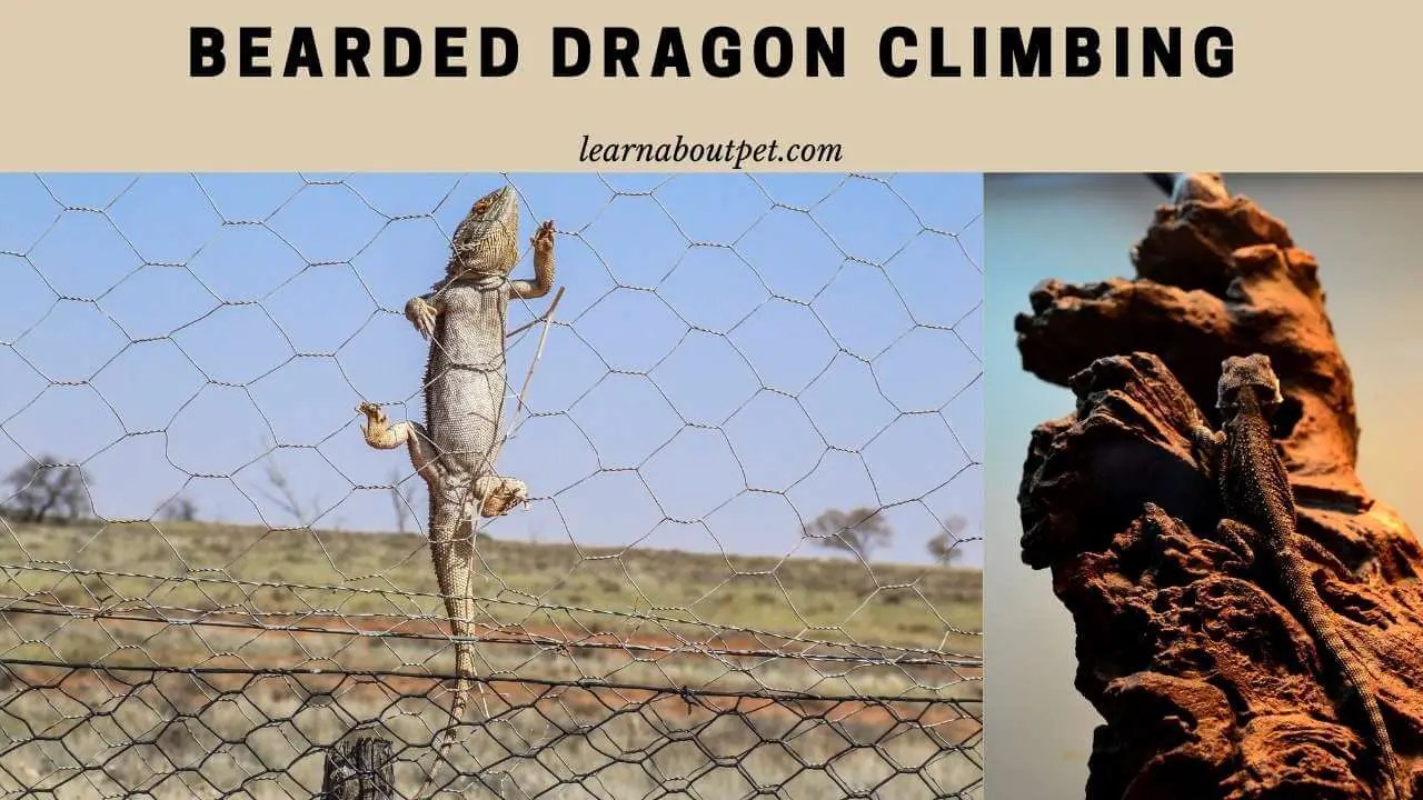 Bearded Dragon Climbing Do Bearded Dragons Like To Climb? 6 Simple