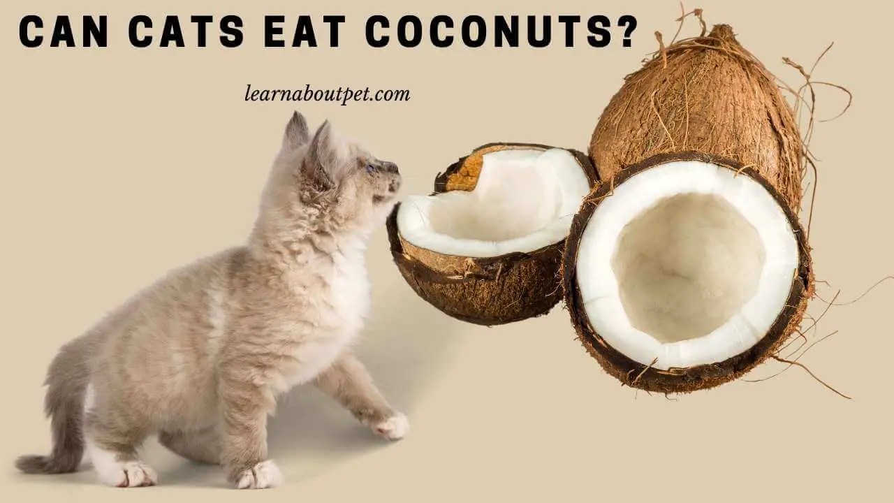 Can Cats Eat Coconuts? (11 Interesting Health Facts) 2024