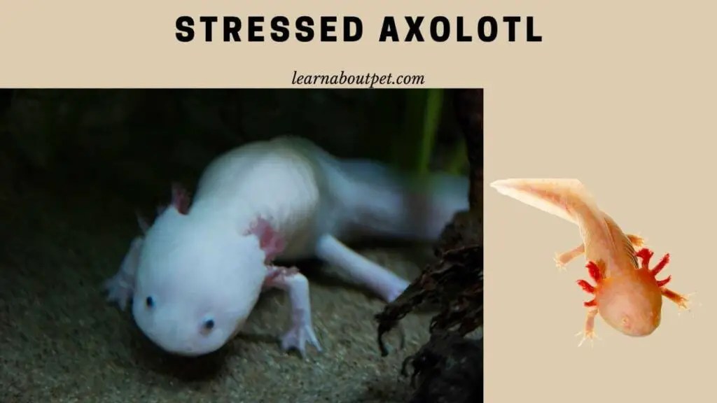 Stressed Axolotl 4 Clear Axolotl Stress Symptoms 2024