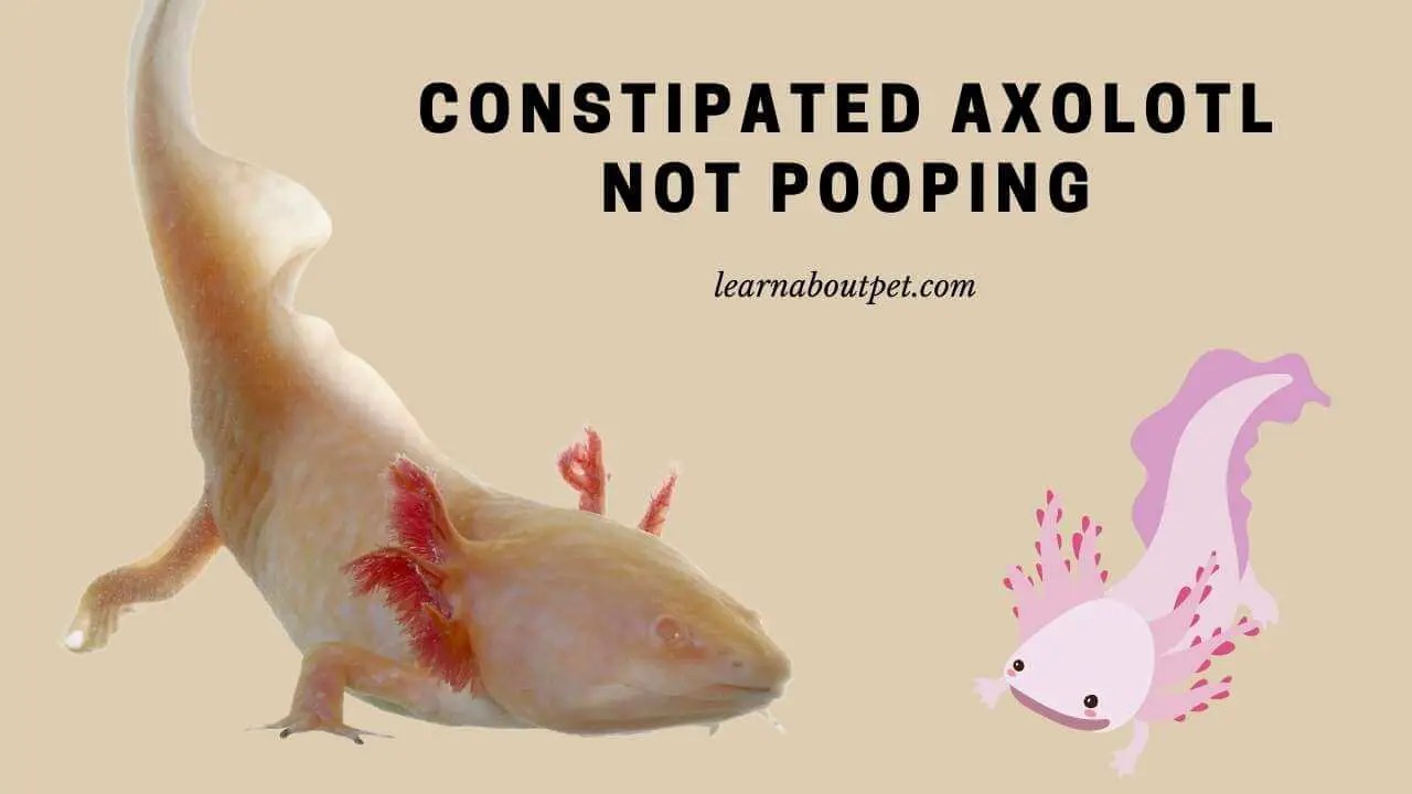 Constipated Axolotl Not Pooping (7 Menacing Reasons) 2024