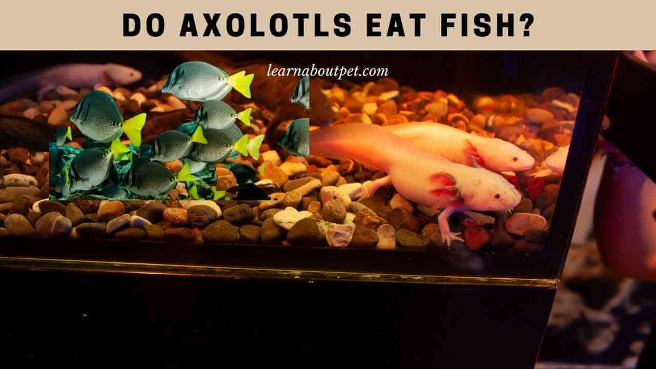 Do Axolotls Eat Fish? 9 Interesting Axie Eating Fish Facts