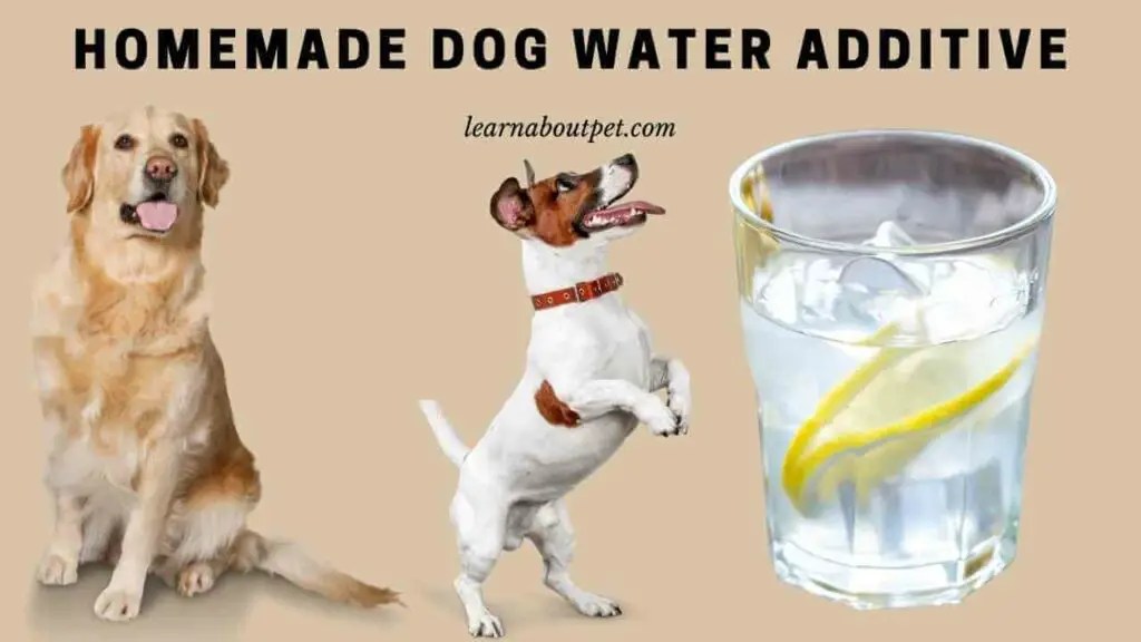 Homemade Dog Water Additive 10 Cool Ideas 2024