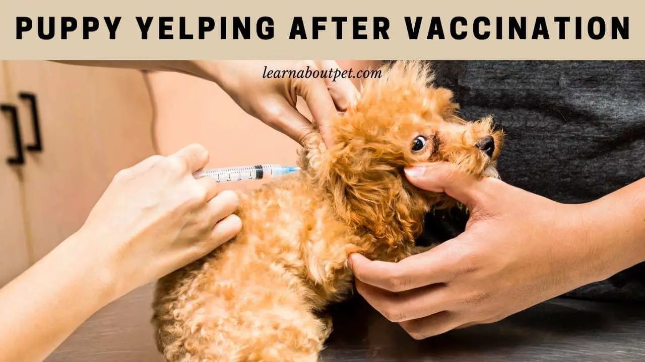 Puppy Yelping After Vaccination 8 Menacing Symptoms