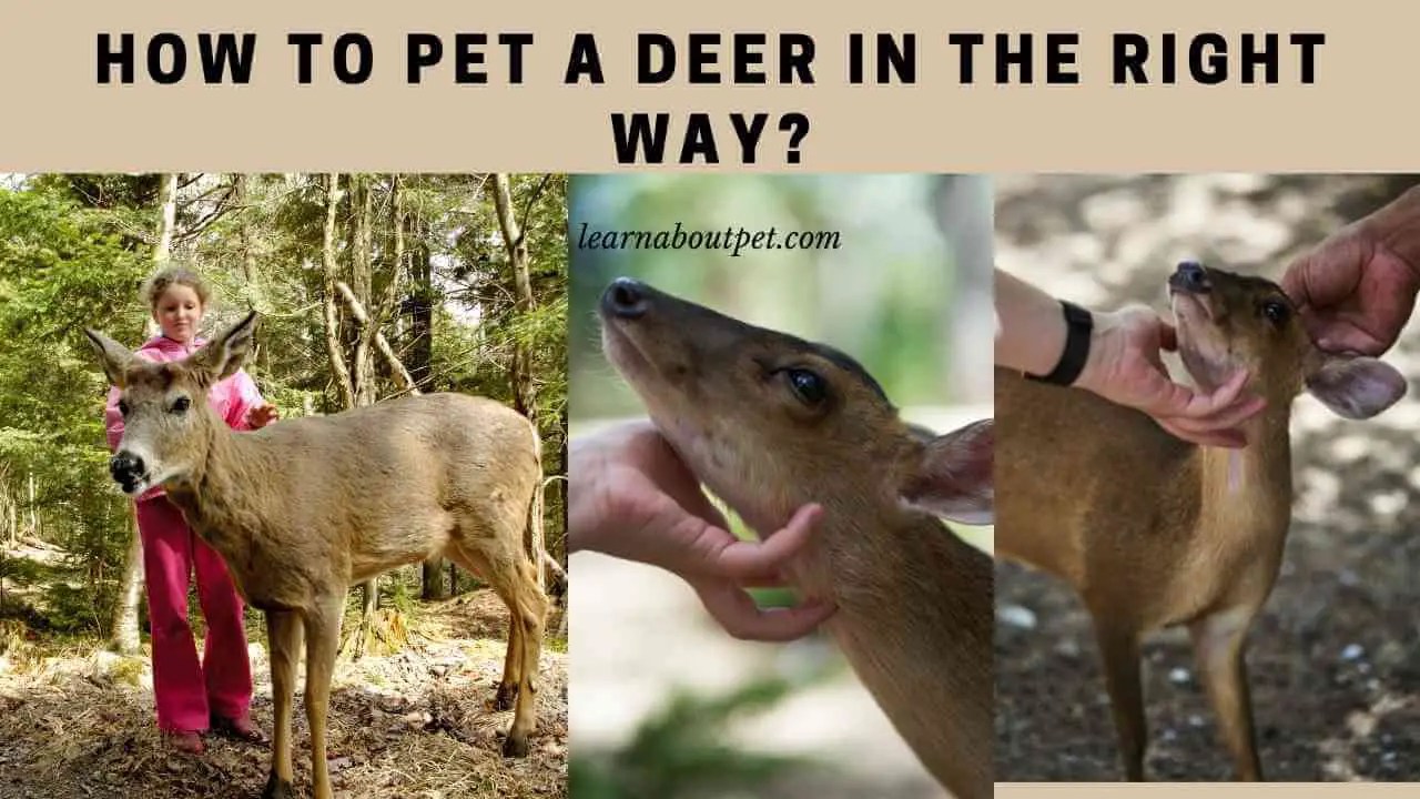 How To Pet A Deer In The Right Way? 5 Clear Risks 2024