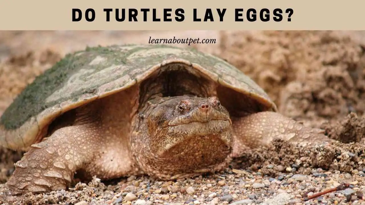 Do Turtles Lay Eggs? (15 Interesting Facts) 2023