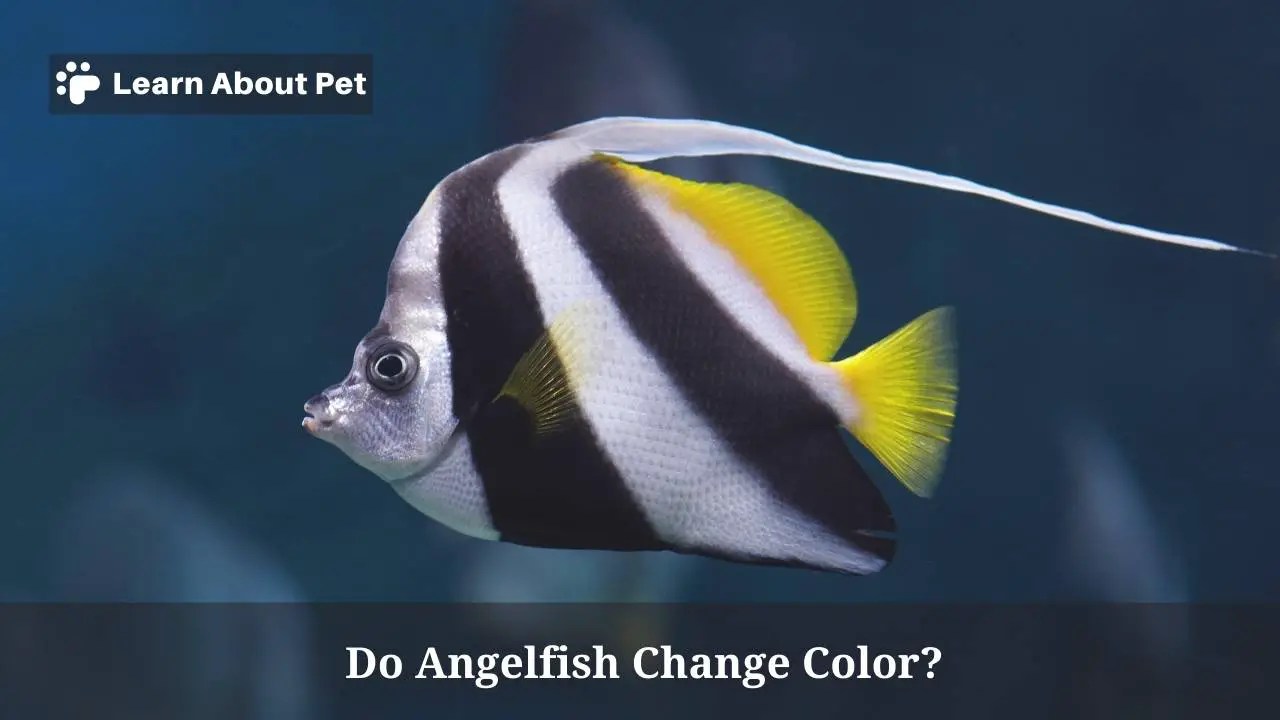 Do Angelfish Change Color? (7 Cool Fish Anatomy Facts) 2023