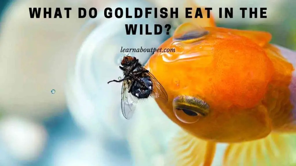 What Do Goldfish Eat In The Wild? 7 Cool Food Facts 2023(05)