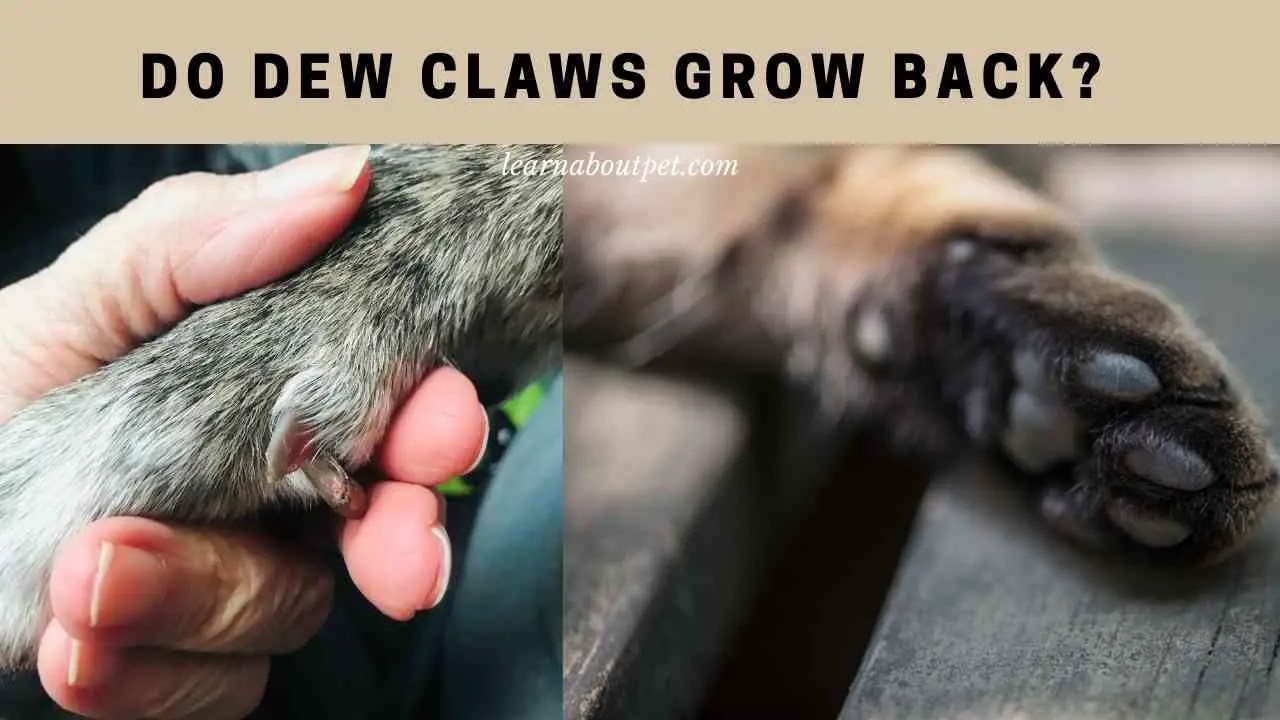 Do Dew Claws Grow Back? (7 Clear Health Facts) 2023