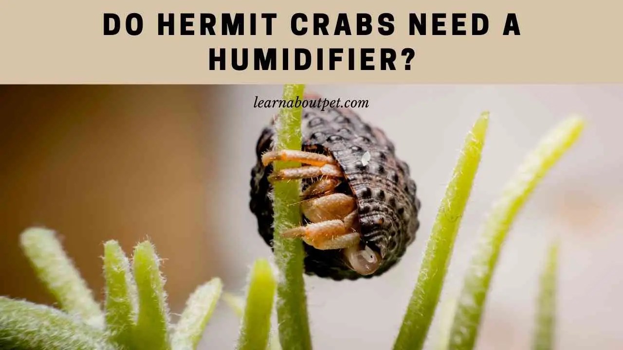 Do Hermit Crabs Need A Humidifier? (7 Clear Facts) 2023