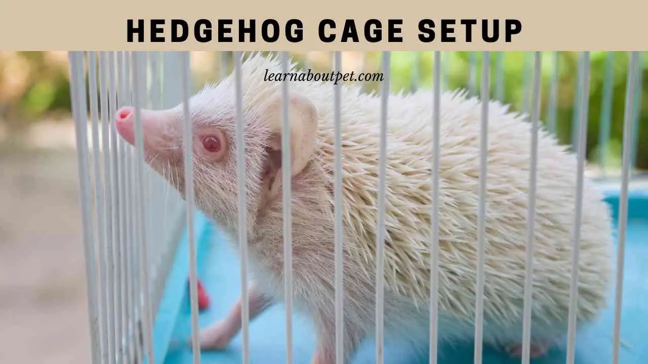 Hedgehog Cage Setup (7 Interesting Ideas) 2024