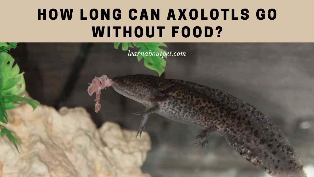 How Long Can Axolotls Go Without Food? 7 Cool Facts 2022