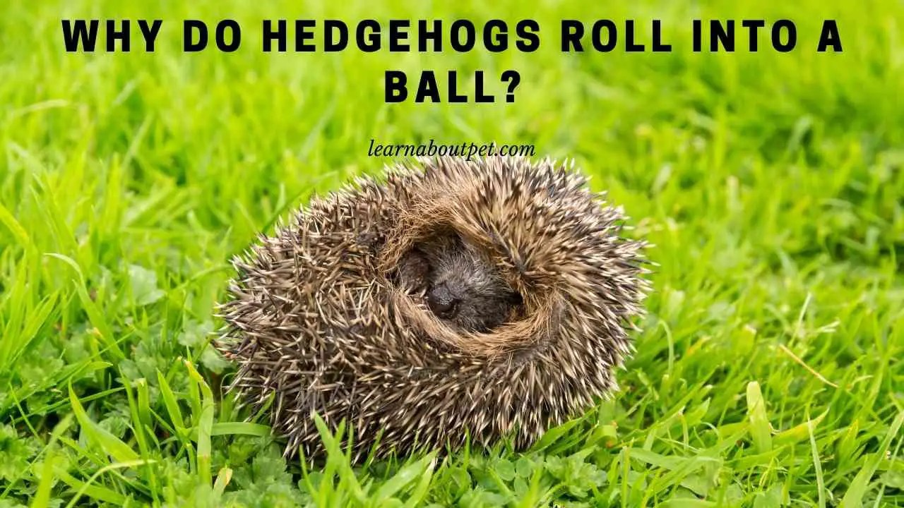 Why Do Hedgehogs Roll Into A Ball? (7 Clear Facts) 2023