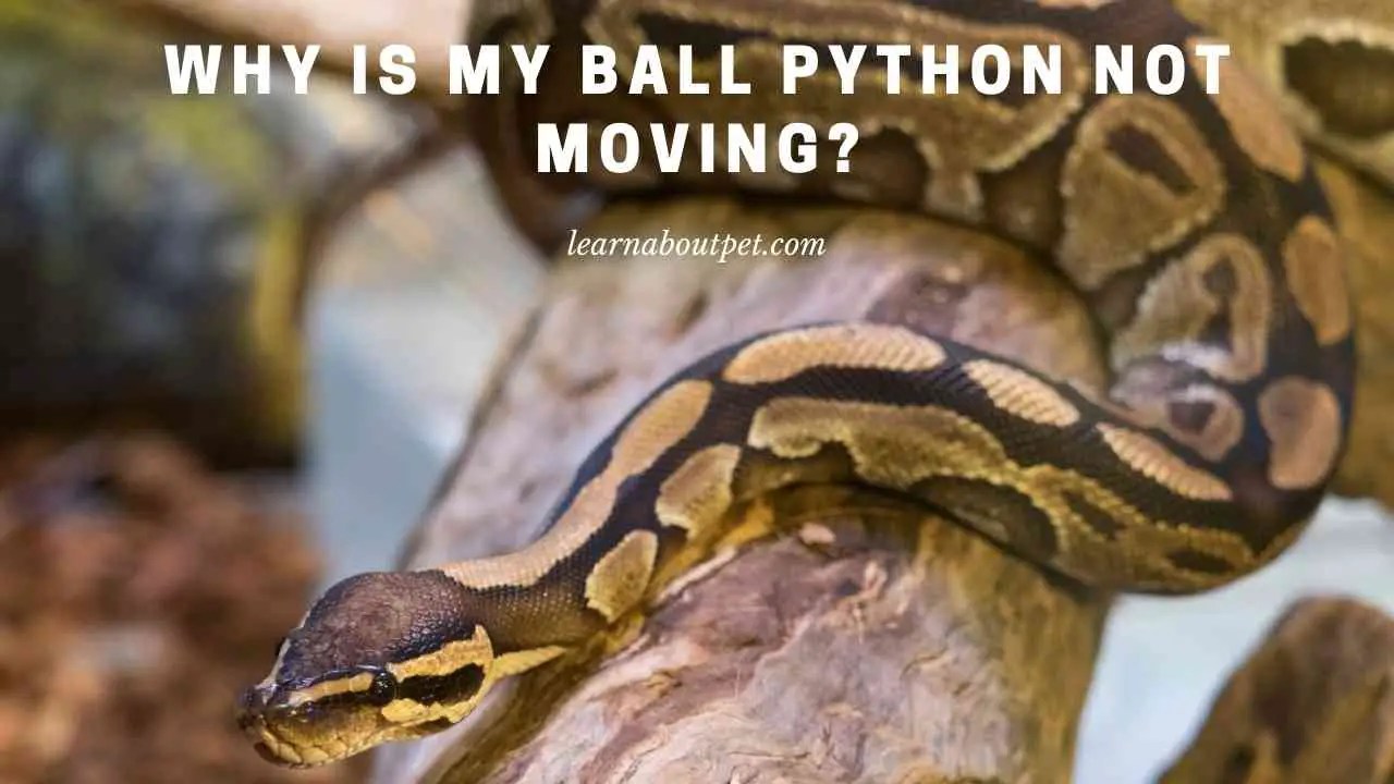 Why Is My Ball Python Not Moving? (7 Interesting Facts) 2023