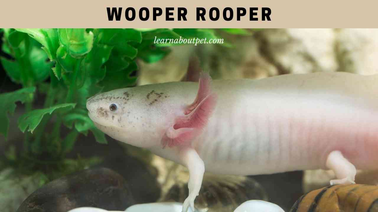 Wooper Rooper Axolotls In Japanese (5 Interesting Facts)