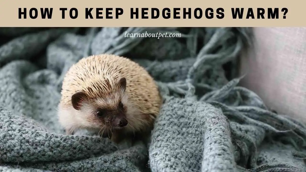 How To Keep Hedgehogs Warm? (7 Important Facts) 2024