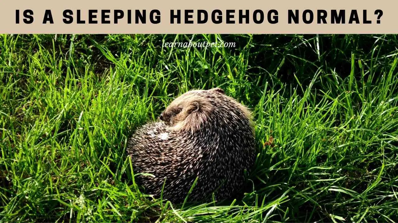 Sleeping Hedgehog How Do Hedgehogs Sleep? (7 Clear Facts)