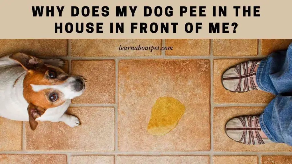 Why Does My Dog Pee In The House In Front Of Me? 7 Clear Facts 2024