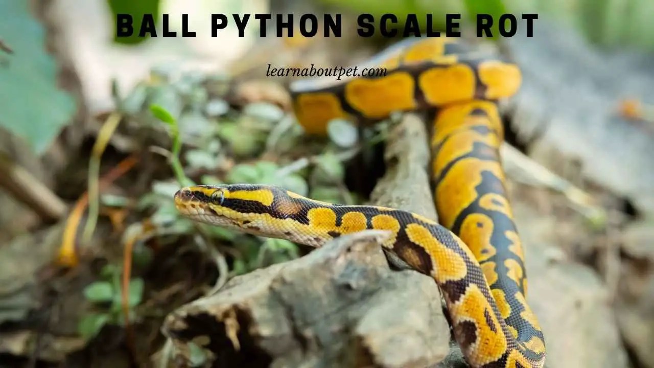 Ball Python Scale Rot 9 Important Early Signs & How To Avoid?