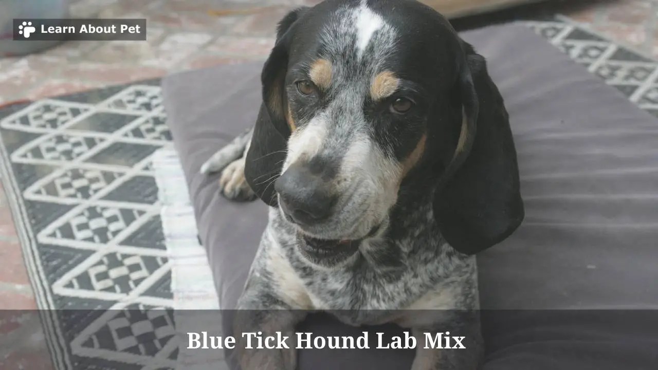 Blue Tick Hound Lab Mix 3 Cool Traits, Temperament 2023