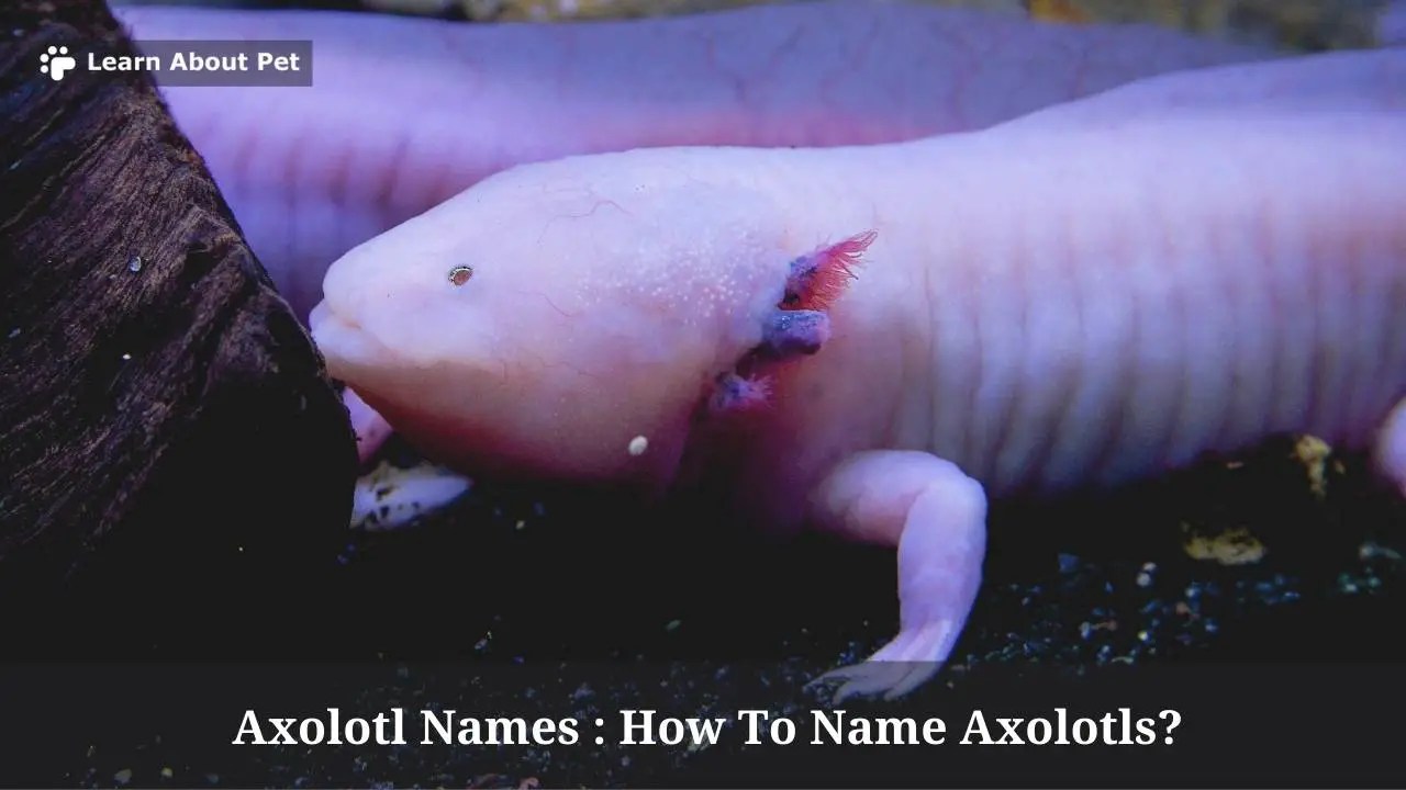 Axolotl Names What Are Good Names For Axolotls? (5 Cool Names) 2023