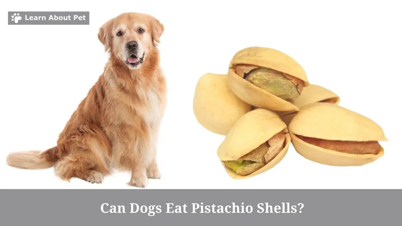 Dog Ate Pistachio Shell Can Dogs Eat Pistachio Shells? 5 Brutal Side