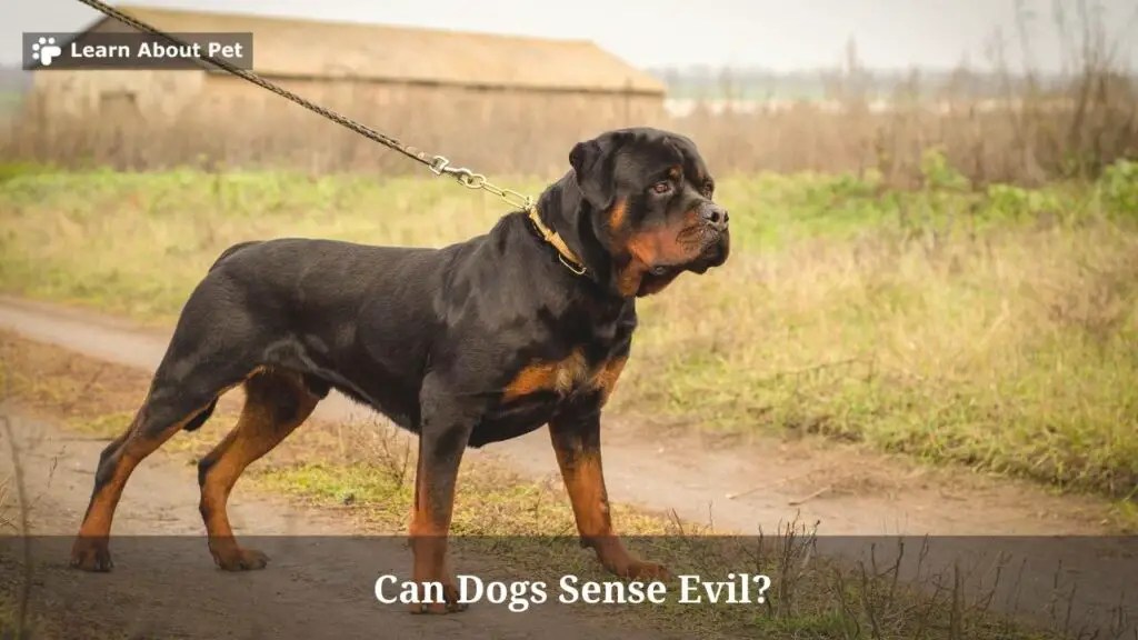 Can Dogs Sense Evil? (9 Interesting Facts) 2024