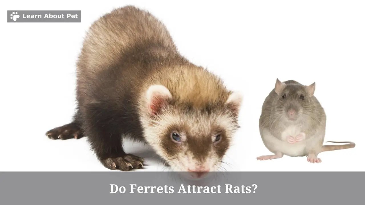 Do Ferrets Attract Rats? (7 Interesting Facts) 2023