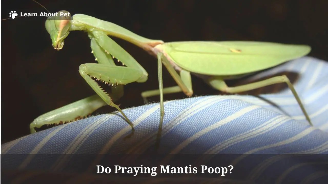 Do Praying Mantis Poop? (7 Interesting Facts) - 2024