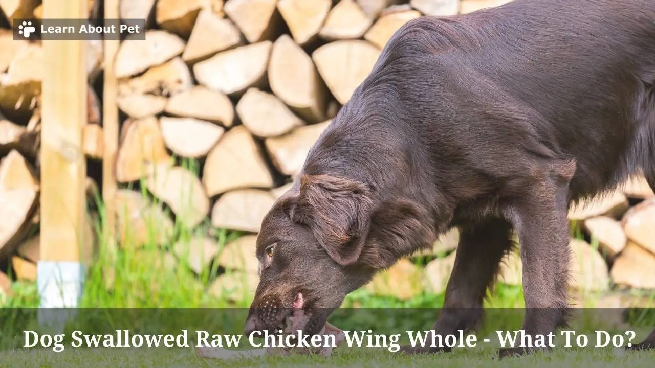Dog Swallowed Raw Chicken Wing Whole 7 Clear Tips 2022