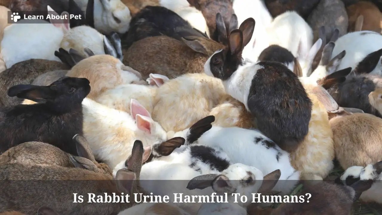 Is Rabbit Urine Harmful To Humans? 7 Clear Facts 2024