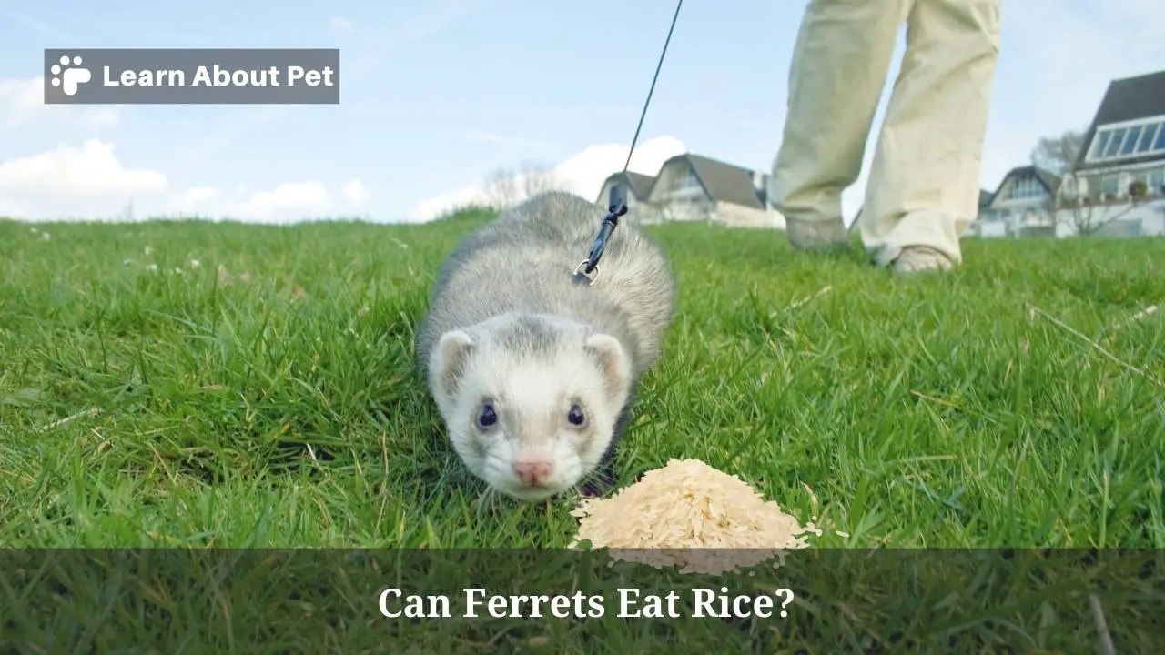 Can Ferrets Eat Rice? (9 Interesting Food Facts) 2023