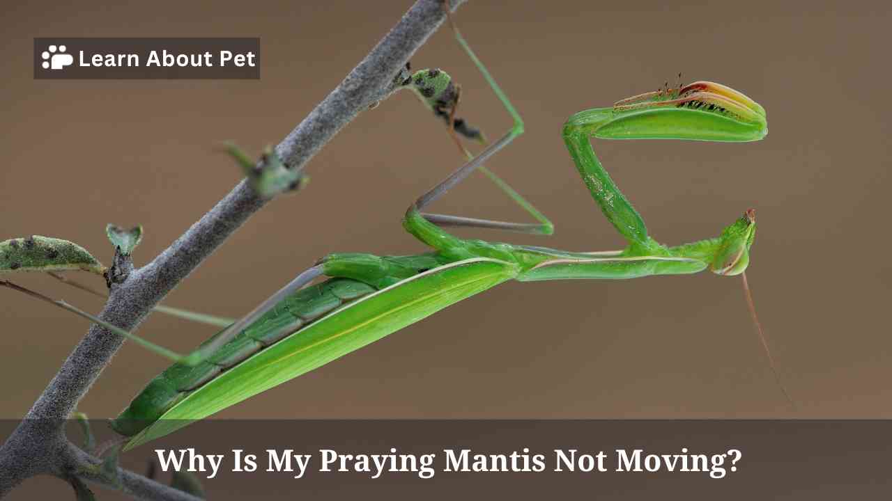 Why Is My Praying Mantis Not Moving? 3 Clear Reasons 2024