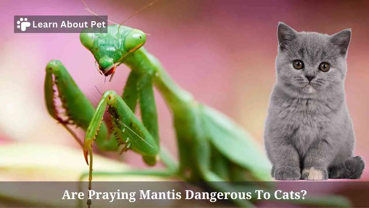 Are Praying Mantis Dangerous To Cats? 5 Clear Facts