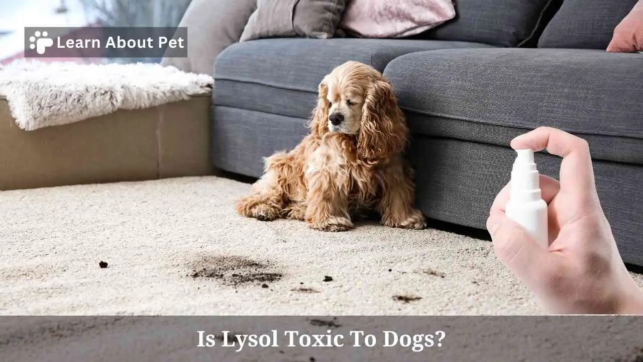 Is Lysol Toxic To Dogs? 7 Clear Facts 2023