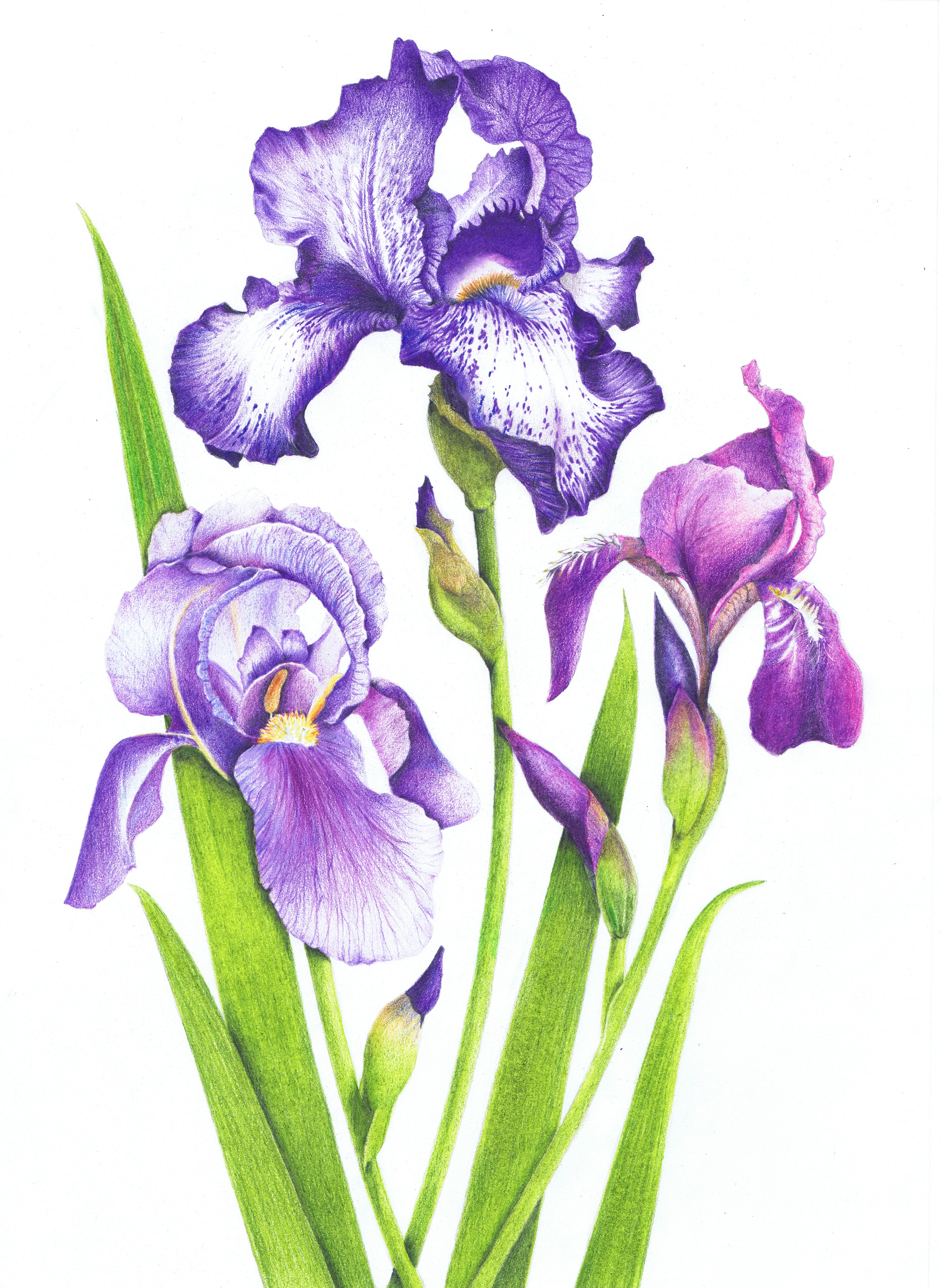 ThreeIrises.jpeg (3207×4389) Iris art, Iris painting, Watercolor flowers