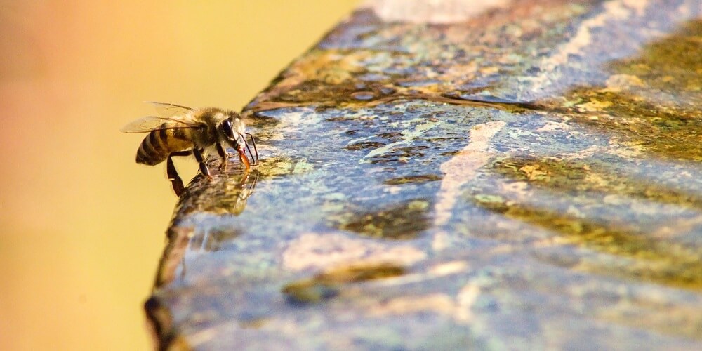 How to Make a Safe Bee Waterer the Easy Way (+7 Bee Waterer Ideas)