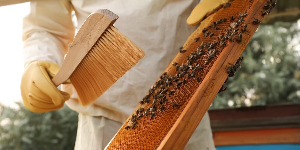 Backyard Beekeeping 101 The One Thing You Should Do First LearnBees
