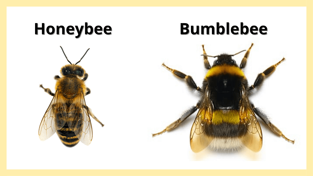 How Are Honey Bees and Bumble Bees Different? LearnBees