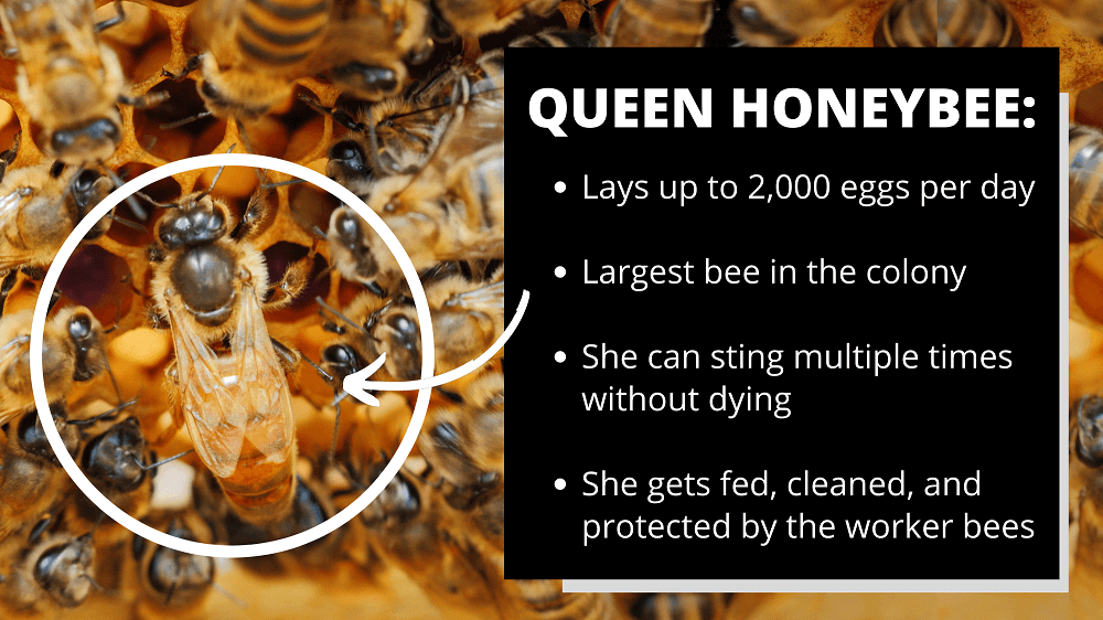 How Long Do Bees Live? LearnBees