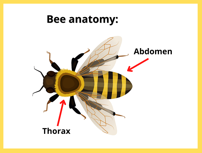 Do Bees Have Lungs? How Do Bees Breathe? (Explained Simply) LearnBees