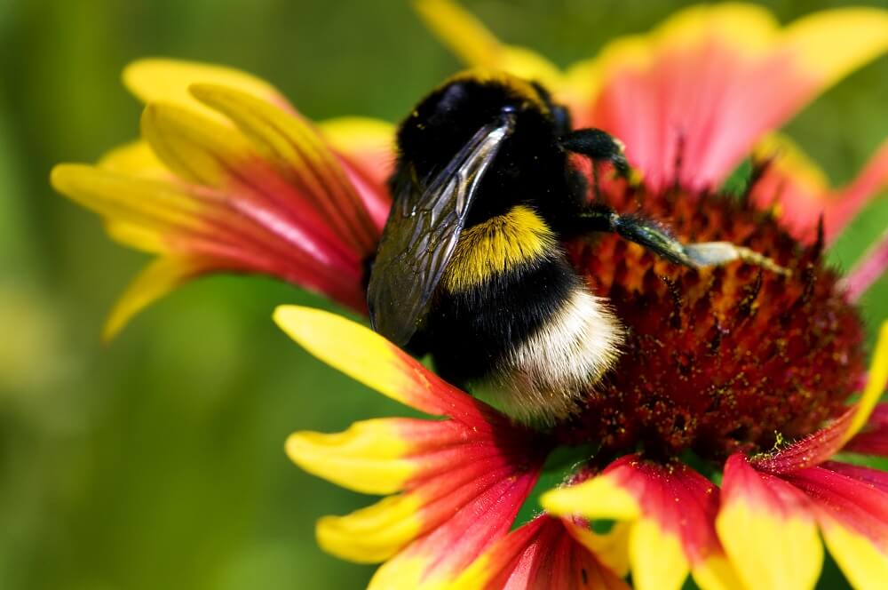 Do Bumble Bees Sting? (Yes, But Here's What You Should Know Next...)