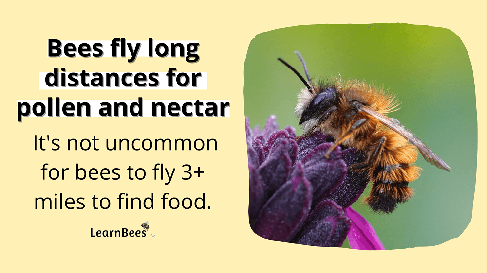 How Many Wings Does a Bee Have? LearnBees