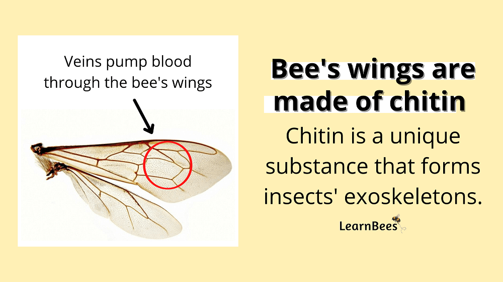 How Many Wings Does a Bee Have? LearnBees