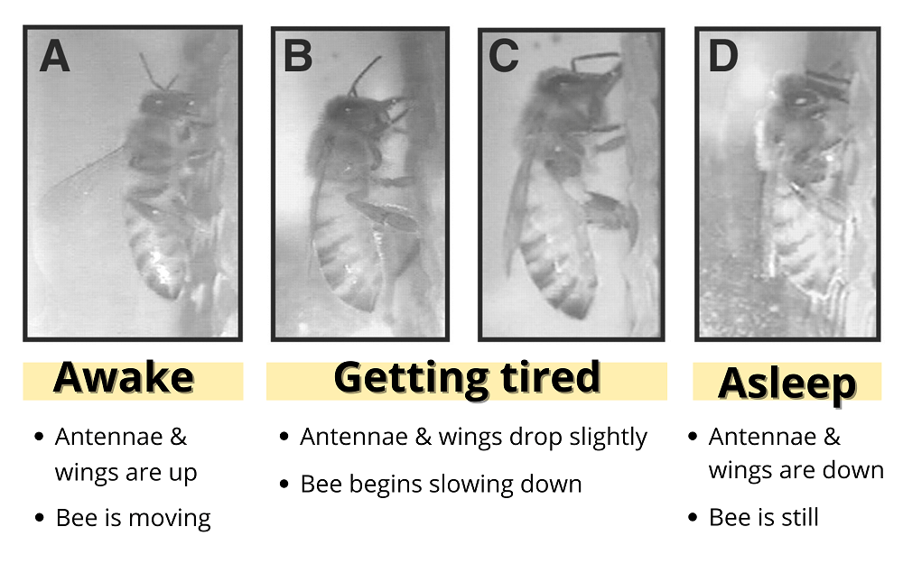 Do Bees Sleep When They Aren't Working? (Truth or Myth) LearnBees